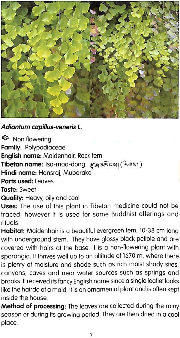 "A Handbook of Tibetan Medicinal Plants" 