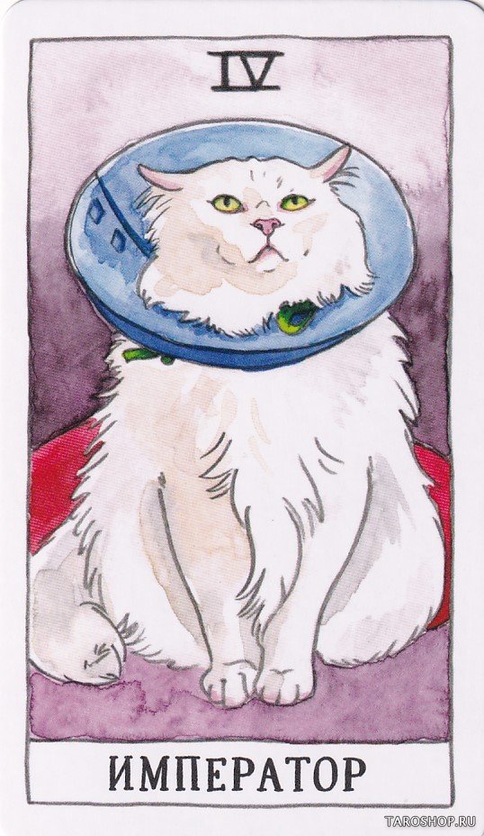 Таро Котиков (78 карт и руководство в подарочном футляре). Cat Tarot
