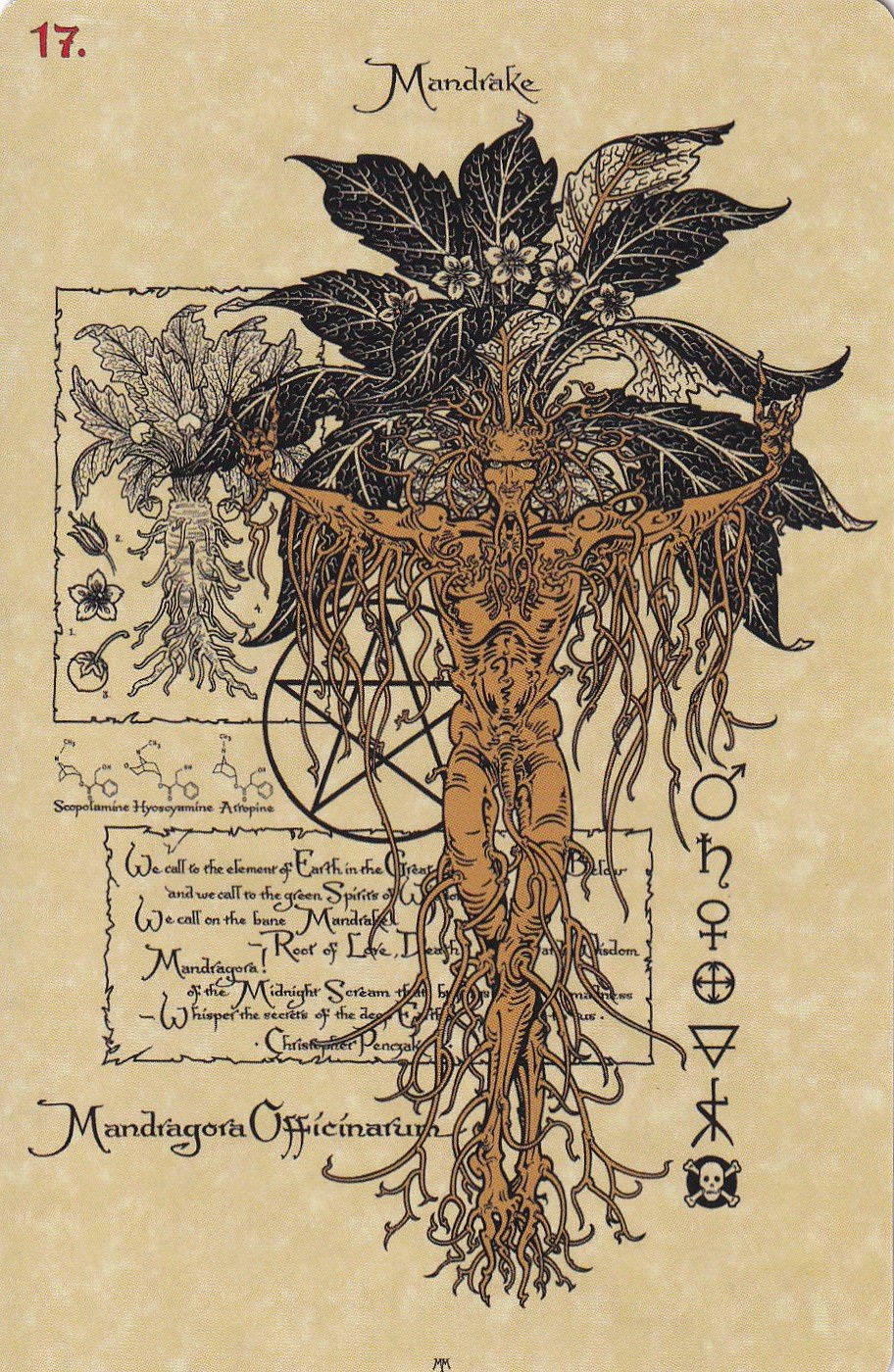 Волшебный Ботанический Оракул. The Magickal Botanical Oracle (ORK02, Италия)